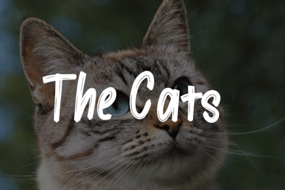 The Cats Font: A Brush Typeface for Organic Branding